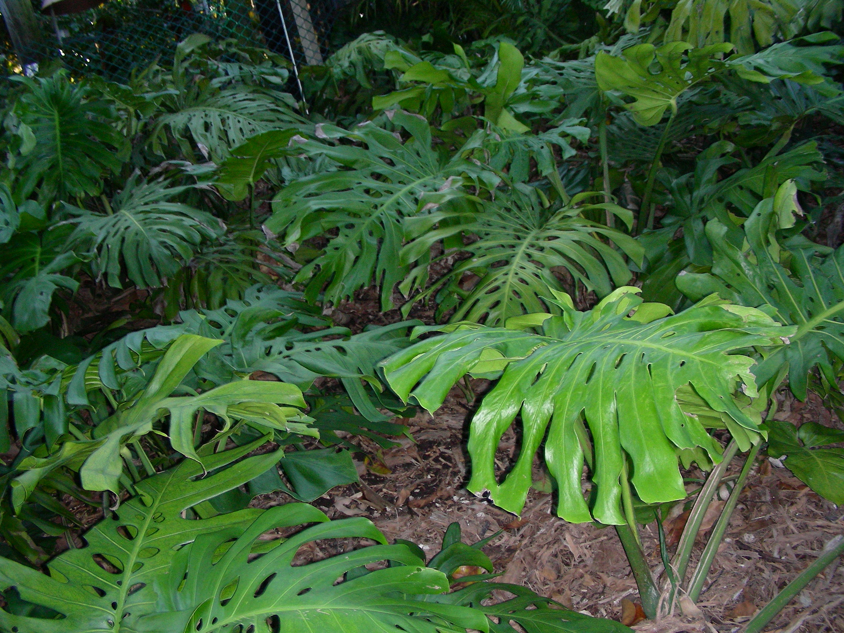 ./2006/Christmas/Parrot Jungle/DSCN0582.JPG